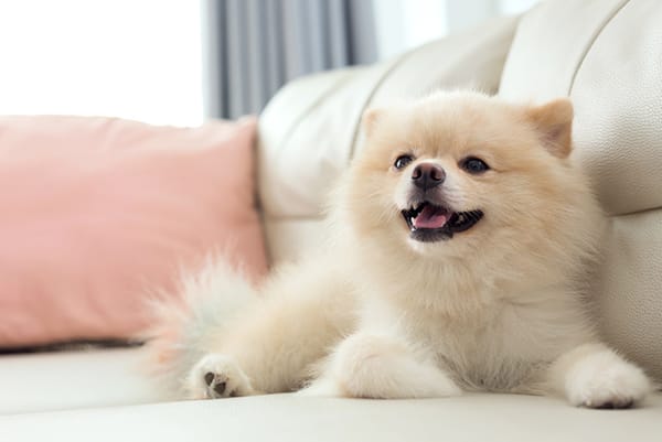 大切な愛犬と共に過ごすくつろぎの時間。